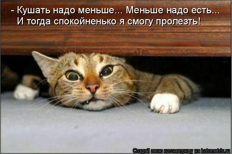 - Кушать надо меньше... Меньше надо есть... И тогда спокойненько я смогу пролезть!... Котоматрица: - Кушать надо меньше... Меньше надо есть... И тогда спокойненько я смогу пролезть!