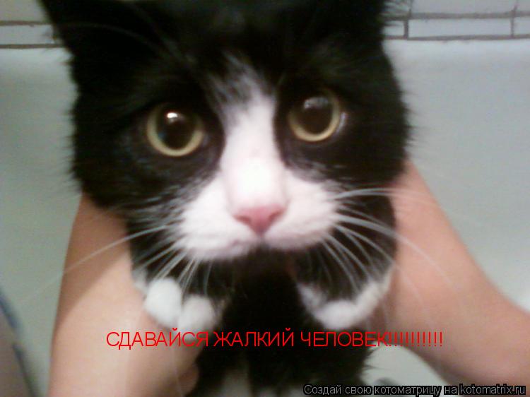 Котоматрица: СДАВАЙСЯ ЖАЛКИЙ ЧЕЛОВЕК!!!!!!!!!!
