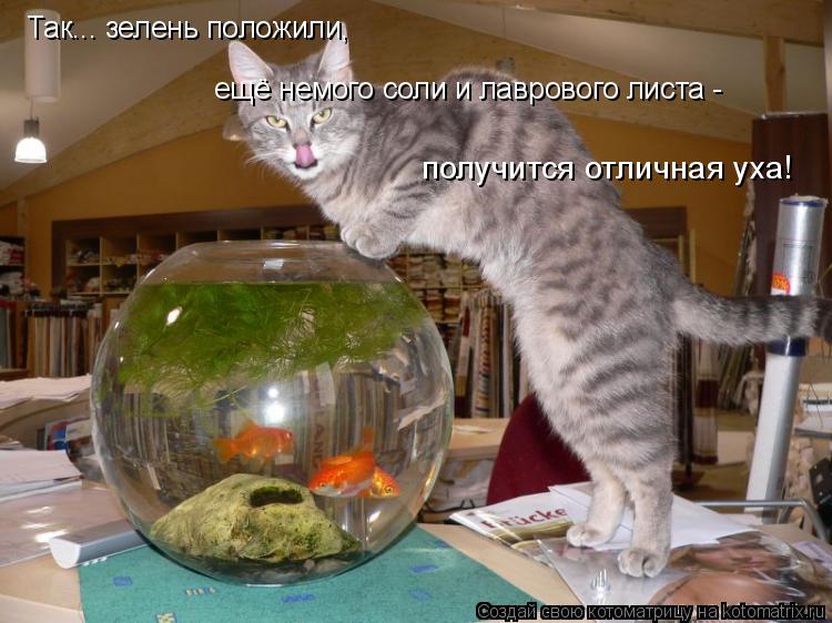 Котоматрица: Так... зелень положили,  ещё немого соли и лаврового листа -  получится отличная уха!