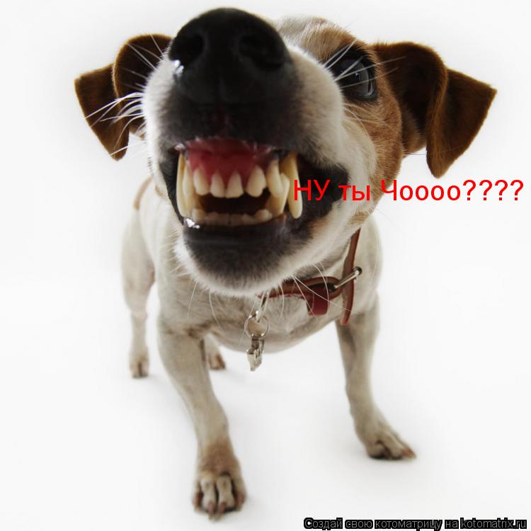 Котоматрица: НУ ты Чоооо????