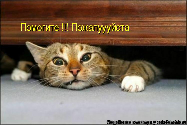 Котоматрица: Помогите !!! Пожалуууйста
