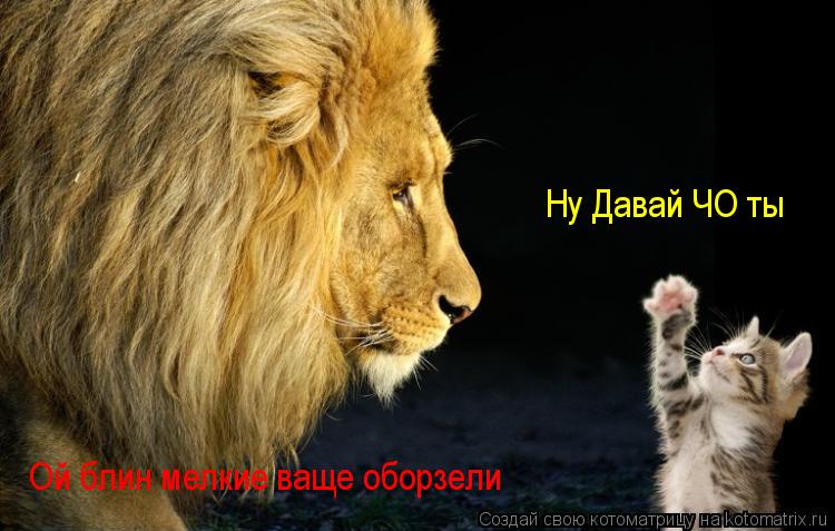 Котоматрица: Ну Давай ЧО ты Ой блин мелкие ваще оборзели