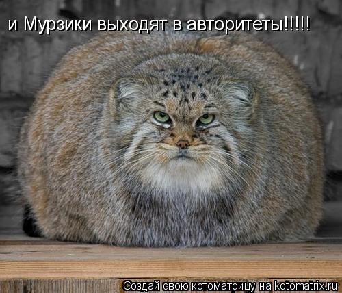 Котоматрица: и Мурзики выходят в авторитеты!!!!! и Мурзики выходят в авторитеты!!!!!