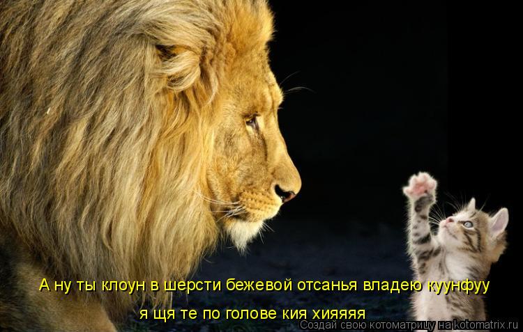 Котоматрица: А ну ты клоун в шерсти бежевой отсанья владею куунфуу я щя те по голове кия хияяяя