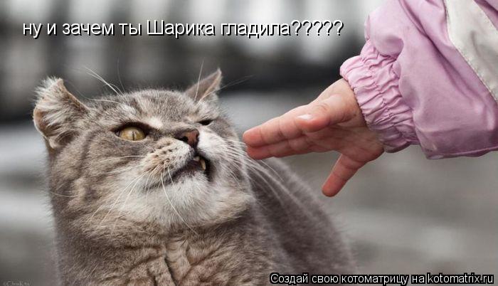 ну и зачем ты Шарика гладила?????... Котоматрица: ну и зачем ты Шарика гладила?????