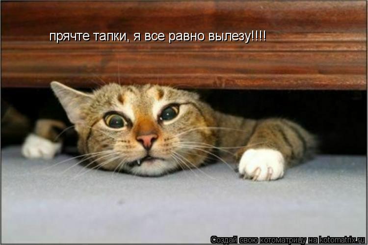 прячте тапки, я все равно вылезу!!!!... Котоматрица: прячте тапки, я все равно вылезу!!!!