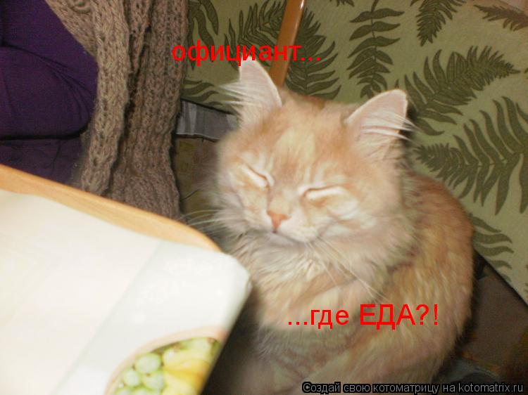 официант... ...где ЕДА?!... Котоматрица: официант... ...где ЕДА?!