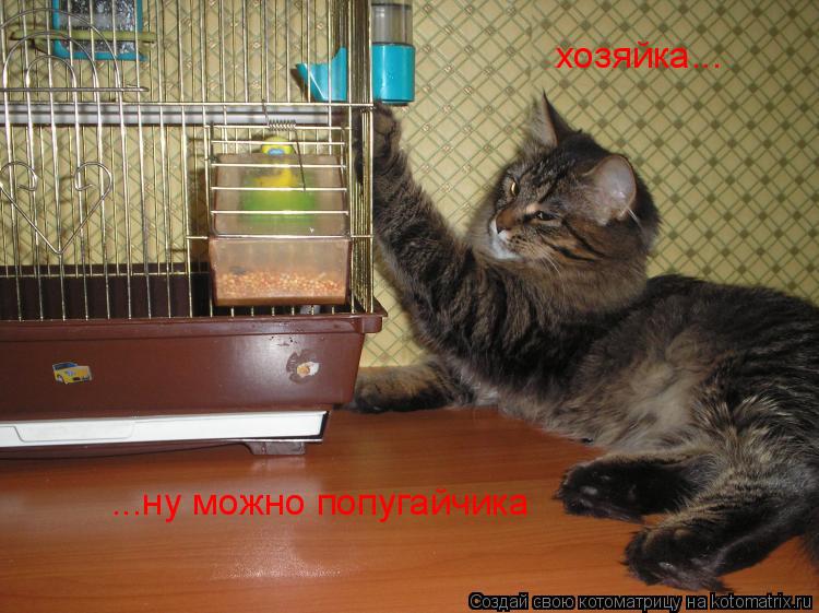 хозяйка... ...ну можно попугайчика... Котоматрица: хозяйка... ...ну можно попугайчика