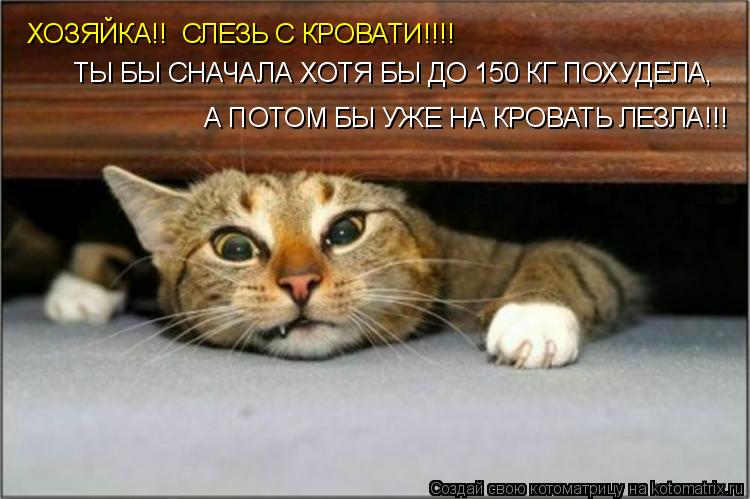 ХОЗЯЙКА!! СЛЕЗЬ С КРОВАТИ!!!! ТЫ БЫ СНАЧАЛА ХОТЯ БЫ ДО 150 КГ ПОХУДЕЛА, А ПОТОМ БЫ УЖЕ НА КРОВАТЬ Л... Котоматрица: ХОЗЯЙКА!! СЛЕЗЬ С КРОВАТИ!!!! ТЫ БЫ СНАЧАЛА ХОТЯ БЫ ДО 150 КГ ПОХУДЕЛА, А ПОТОМ БЫ УЖЕ НА КРОВАТЬ ЛЕЗЛА!!!
