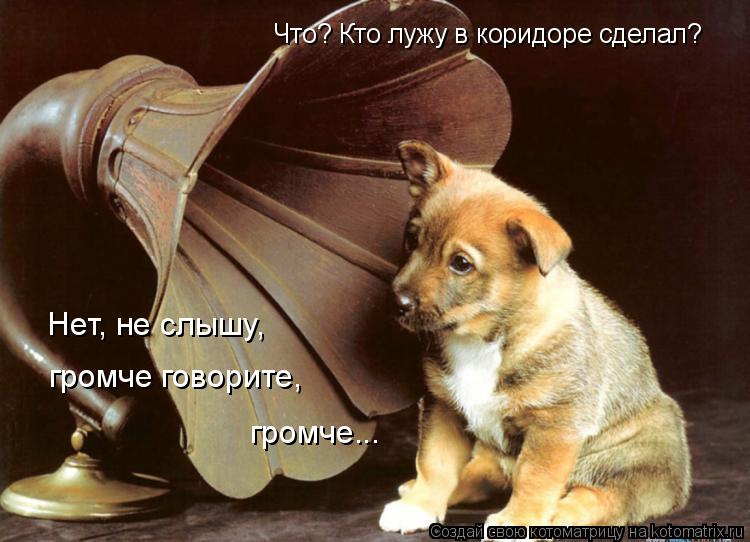 Что? Кто лужу в коридоре сделал? Нет, не слышу, громче говорите, громче...... Котоматрица: Что? Кто лужу в коридоре сделал? Нет, не слышу, громче говорите, громче...