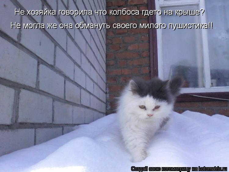 Не хозяйка говорила что колбоса гдето на крыше? Не могла же она обмануть своего милого пушистика!!... Котоматрица: Не хозяйка говорила что колбоса гдето на крыше? Не могла же она обмануть своего милого пушистика!!