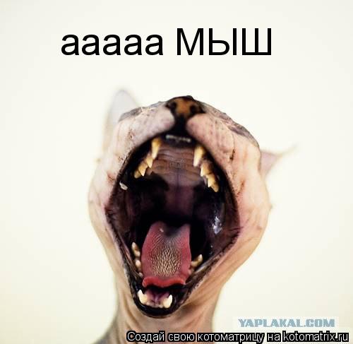 ааааа МЫШ... Котоматрица: ааааа МЫШ