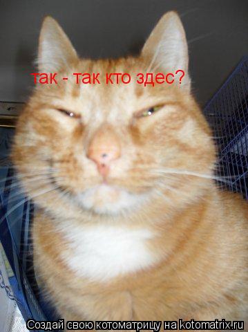 так - так кто здес?... Котоматрица: так - так кто здес?