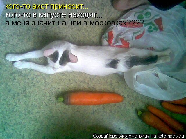 кого-то аист приносит... кого-то в капусте находят... а меня значит нашли в морковках????... Котоматрица: кого-то аист приносит... кого-то в капусте находят... а меня значит нашли в морковках????