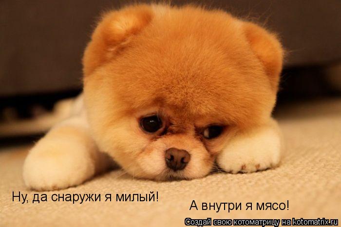 Ну, да снаружи я милый! А внутри я мясо!... Котоматрица: Ну, да снаружи я милый! А внутри я мясо!