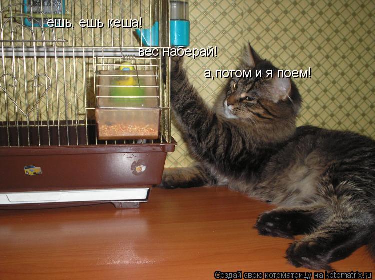 ешь, ешь кеша! вес наберай! а,потом и я поем!... Котоматрица: ешь, ешь кеша! вес наберай! а,потом и я поем!