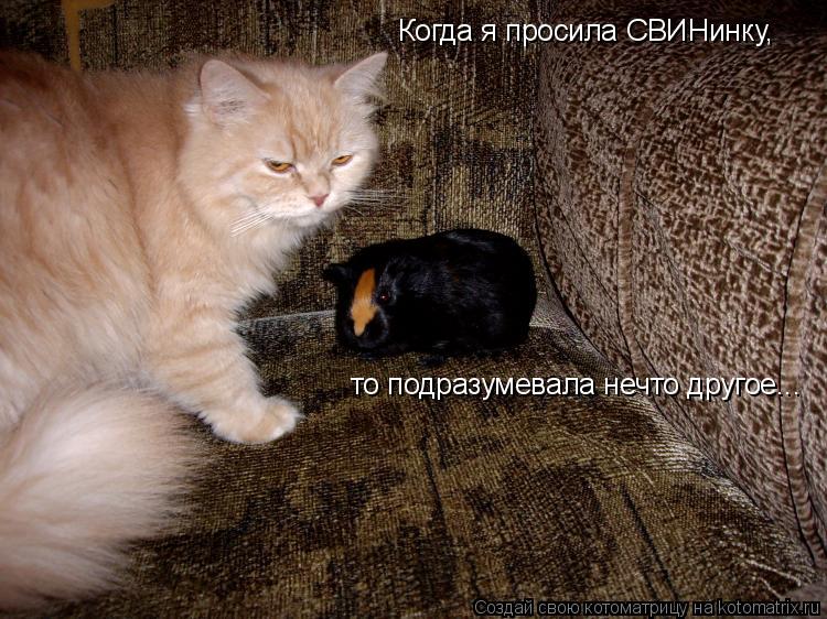 Когда я просила СВИНинку, то подразумевала нечто другое...... Котоматрица: Когда я просила СВИНинку, то подразумевала нечто другое...