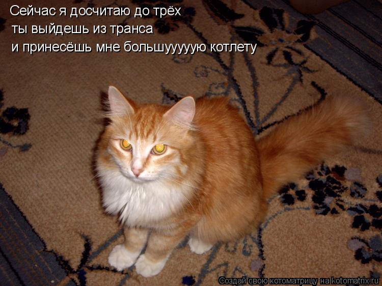 Сейчас я досчитаю до трёх ты выйдешь из транса и принесёшь мне большууууую котлету... Котоматрица: Сейчас я досчитаю до трёх ты выйдешь из транса и принесёшь мне большууууую котлету
