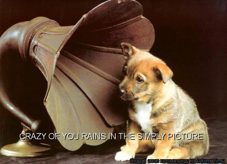 CRAZY OF YOU RAINS IN THE SIMPLY PICTURE... Котоматрица: CRAZY OF YOU RAINS IN THE SIMPLY PICTURE