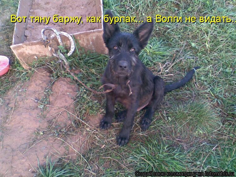 Вот тяну баржу, как бурлак... а Волги не видать...... Котоматрица: Вот тяну баржу, как бурлак... а Волги не видать...