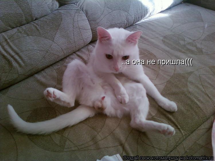 ..а она не пришла(((... Котоматрица: ..а она не пришла(((