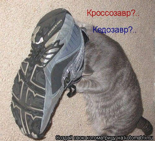 Кроссозавр?.. Кедозавр?..... Котоматрица: Кроссозавр?.. Кедозавр?..