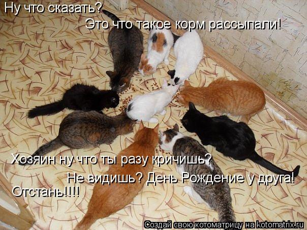 Ну что сказать? Это что такое корм рассыпали! Хозяин ну что ты разу кричишь? Не видишь? День Рождение... Котоматрица: Ну что сказать? Это что такое корм рассыпали! Хозяин ну что ты разу кричишь? Не видишь? День Рождение у друга! Отстань!!!!