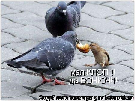 мал КЛОП !! да ВОНЮЧ!!!... Котоматрица: мал КЛОП !! да ВОНЮЧ!!!