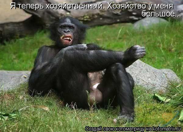 Я теперь хозяйственный. Хозяйство у меня большое...... Котоматрица: Я теперь хозяйственный. Хозяйство у меня большое...