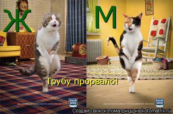 М Ж Трубу прорвало!... Котоматрица: М Ж Трубу прорвало!