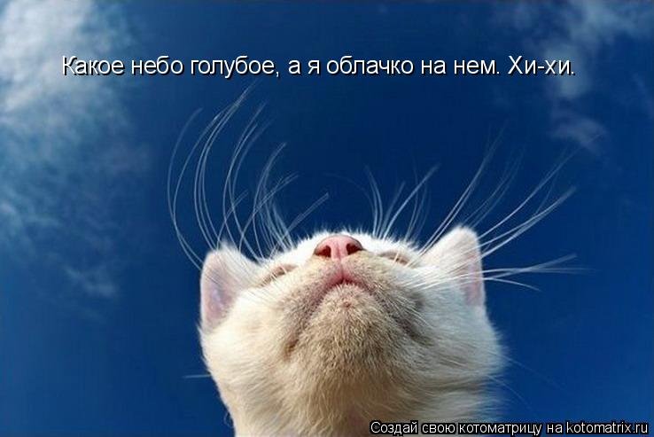 Какое небо голубое, а я облачко на нем. Хи-хи.... Котоматрица: Какое небо голубое, а я облачко на нем. Хи-хи.
