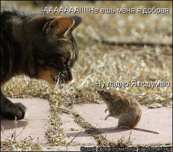 -ААААААА!!!!Не ешь меня я добрая -Ну ладно.Я подумаю.... Котоматрица: -ААААААА!!!!Не ешь меня я добрая -Ну ладно.Я подумаю.