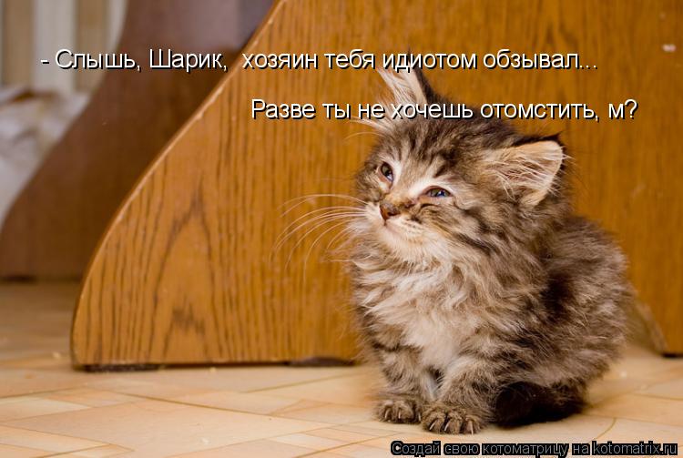 - Слышь, Шарик, хозяин тебя идиотом обзывал... Разве ты не хочешь отомстить, м?... Котоматрица: - Слышь, Шарик, хозяин тебя идиотом обзывал... Разве ты не хочешь отомстить, м?
