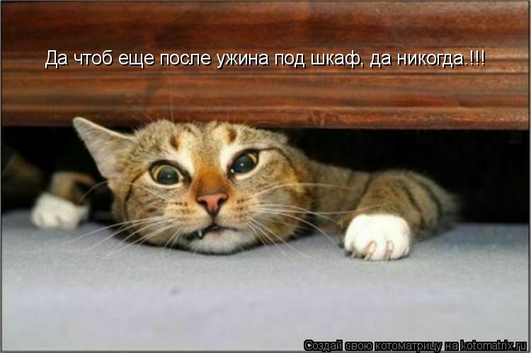 Да чтоб еще после ужина под шкаф, да никогда.!!!... Котоматрица: Да чтоб еще после ужина под шкаф, да никогда.!!!