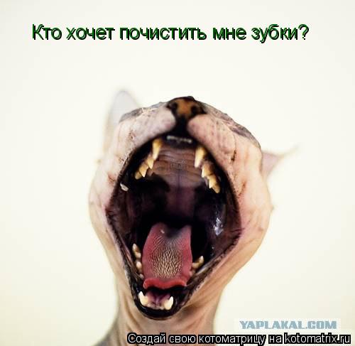 Кто хочет почистить мне зубки?... Котоматрица: Кто хочет почистить мне зубки?