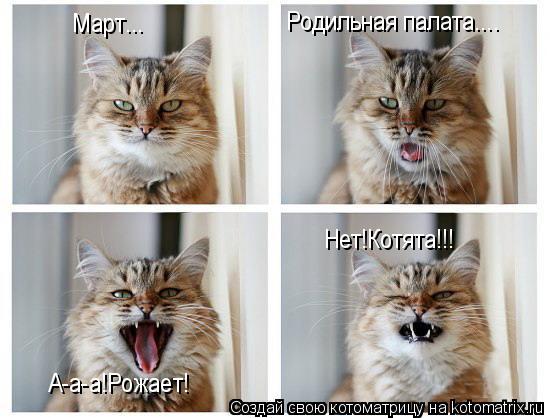 Март... Родильная палата.... Нет!Котята!!! А-а-а!Рожает!... Котоматрица: Март... Родильная палата.... Нет!Котята!!! А-а-а!Рожает!