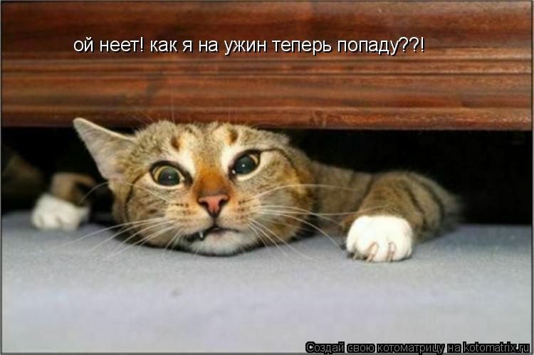 ой неет! как я на ужин теперь попаду??!... Котоматрица: ой неет! как я на ужин теперь попаду??!