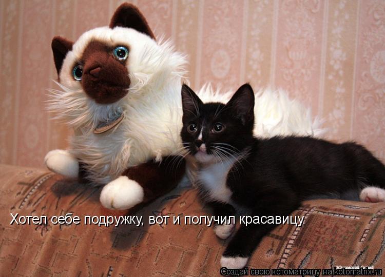 Хотел себе подружку, вот и получил красавицу.... Котоматрица: Хотел себе подружку, вот и получил красавицу.