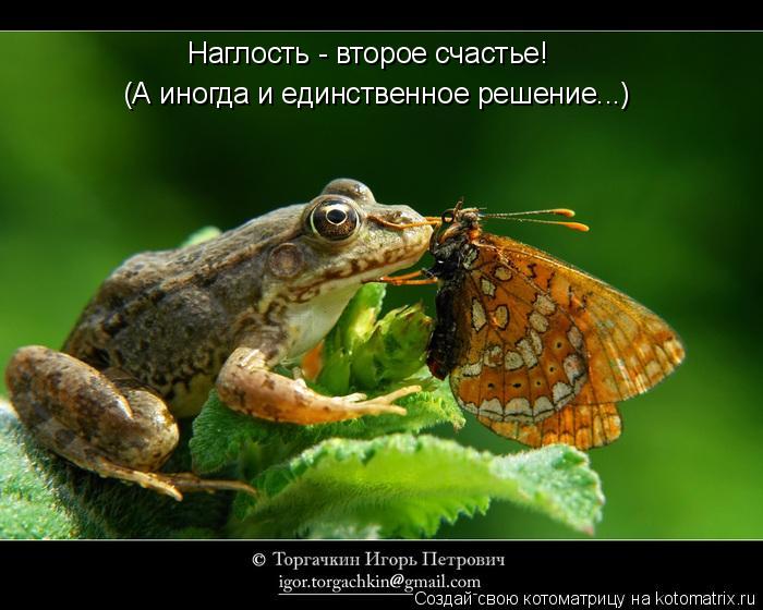 Наглость - второе счастье! (А иногда и единственное решение...)... Котоматрица: Наглость - второе счастье! (А иногда и единственное решение...)