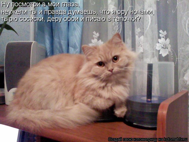 Ну посмотри в мои глаза, неужели ты и правда думаешь, что я ору ночами , тырю сосиски, деру обои и п... Котоматрица: Ну посмотри в мои глаза, неужели ты и правда думаешь, что я ору ночами , тырю сосиски, деру обои и писаю в тапочки?