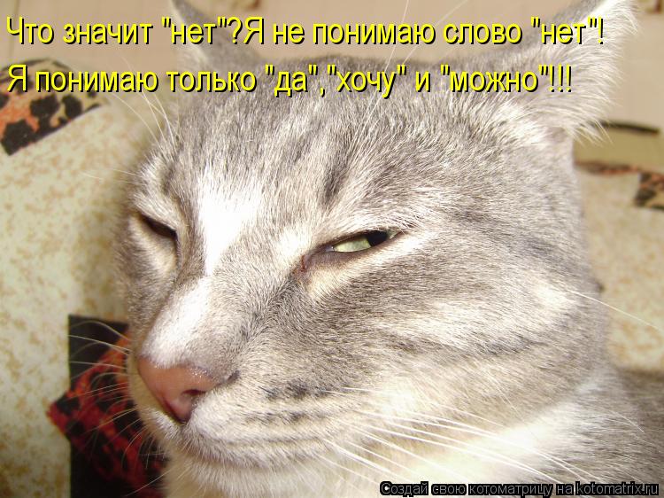 Что значит "нет"?Я не понимаю слово "нет"! Я понимаю только "да","хочу" и "можно"!!!... Котоматрица: Что значит "нет"?Я не понимаю слово "нет"! Я понимаю только "да","хочу" и "можно"!!!