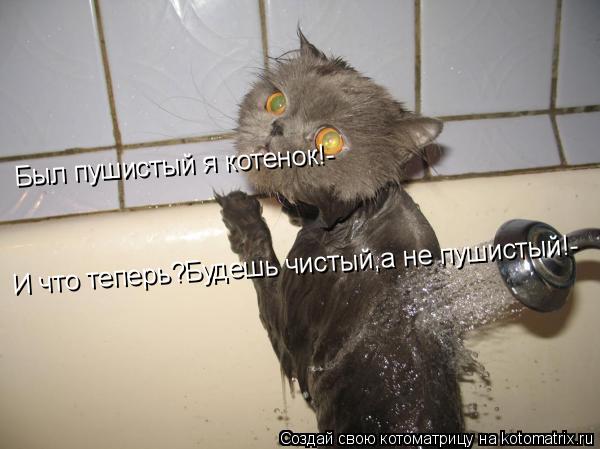 Был пушистый я котенок!- И что теперь?Будешь чистый,а не пушистый!-... Котоматрица: Был пушистый я котенок!- И что теперь?Будешь чистый,а не пушистый!-