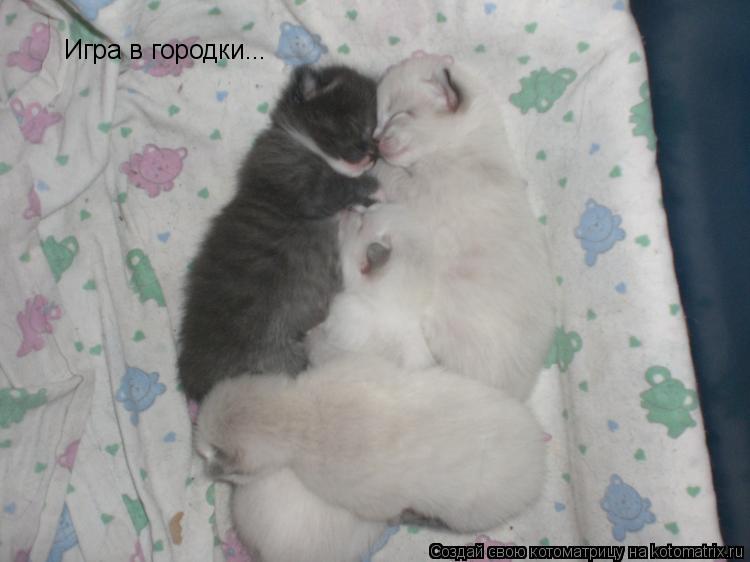 Игра в городки...... Котоматрица: Игра в городки...