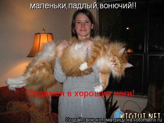 маленьки,падлый,вонючий!! Отдамся в хорошие ноги!... Котоматрица: маленьки,падлый,вонючий!! Отдамся в хорошие ноги!