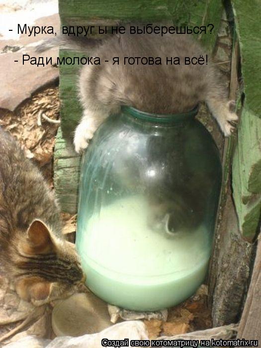 - Мурка, вдруг ы не выберешься? - Ради молока - я готова на всё!... Котоматрица: - Мурка, вдруг ы не выберешься? - Ради молока - я готова на всё!