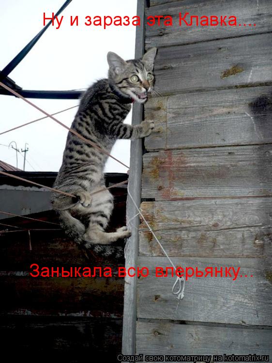 Ну и зараза эта Клавка.... Заныкала всю влерьянку...... Котоматрица: Ну и зараза эта Клавка.... Заныкала всю влерьянку...