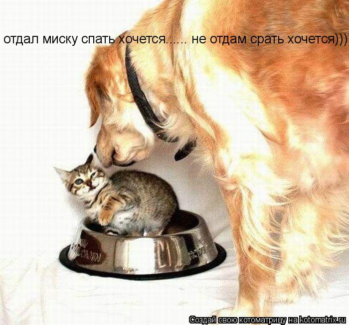 отдал миску спать хочется...... не отдам срать хочется))))... Котоматрица: отдал миску спать хочется...... не отдам срать хочется))))