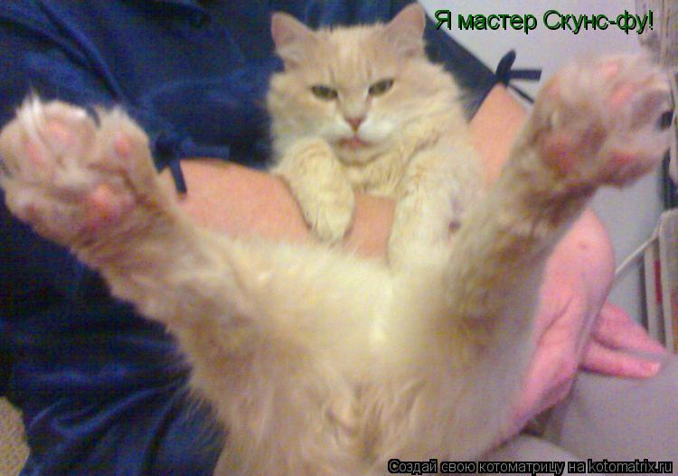 Я мастер Скунс-фу!... Котоматрица: Я мастер Скунс-фу!
