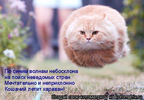 По синим волнам небосклона на поиск неведомых стран Мечтательно и неприклонно Кошачий летит караван!... Котоматрица: По синим волнам небосклона на поиск неведомых стран Мечтательно и неприклонно Кошачий летит караван!