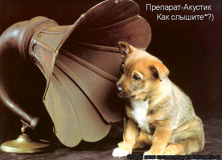 Препарат-Акустик Как слышите*?)... Котоматрица: Препарат-Акустик Как слышите*?)